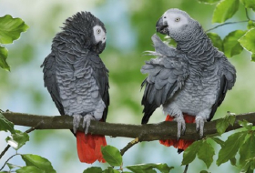 African grey parrot has global summit to thank for protected status 